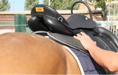 cavallo.jpg