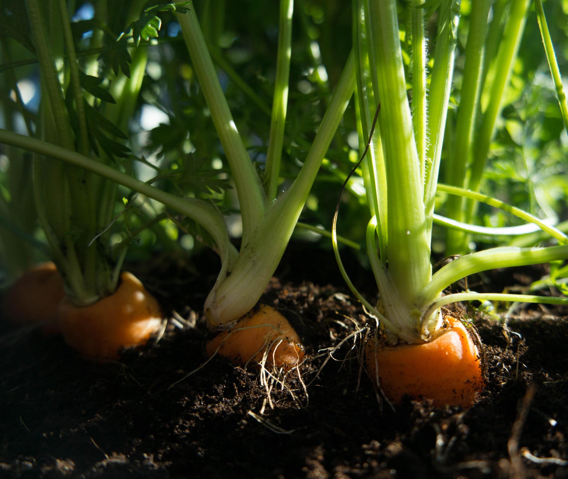 carrots-in-the-ground-growing-UPK98HG.jpg