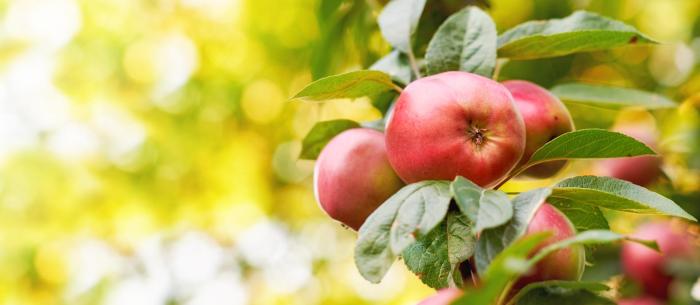 apples-in-my-garden-2022-12-08-00-39-43-utc.jpg