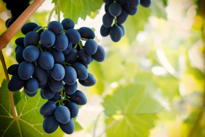 bunch-of-blue-grape-hanging-from-the-vine-2023-11-27-05-22-15-utc.jpg
