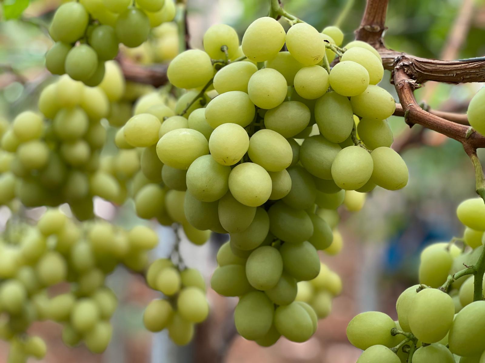 bunch-of-cherry-tomatoes-on-a-background-of-green-2025-01-29-03-34-52-utc.jpg