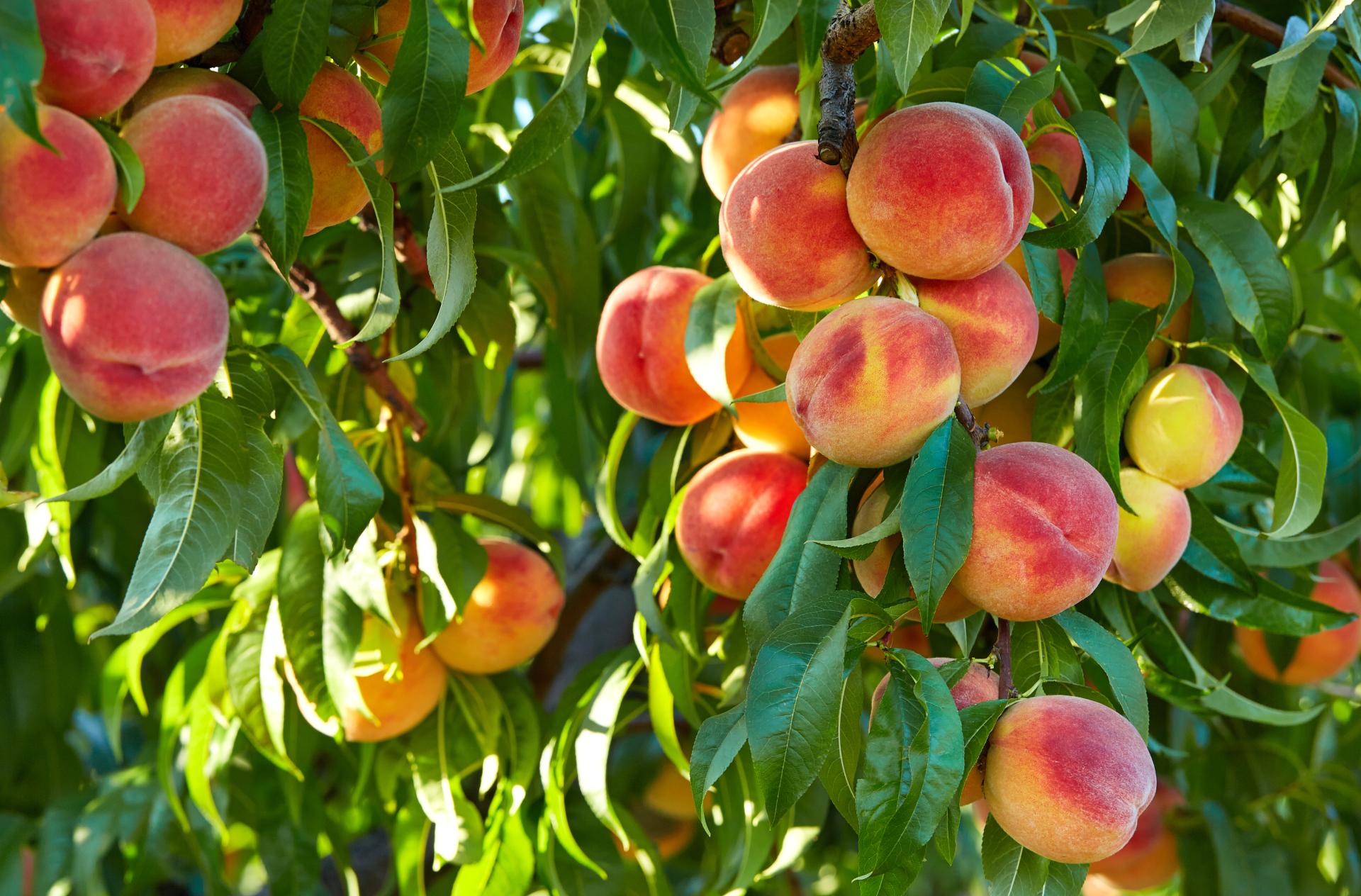 branch-of-peach-tree-in-closeup-2023-11-27-05-12-34-utc.jpg