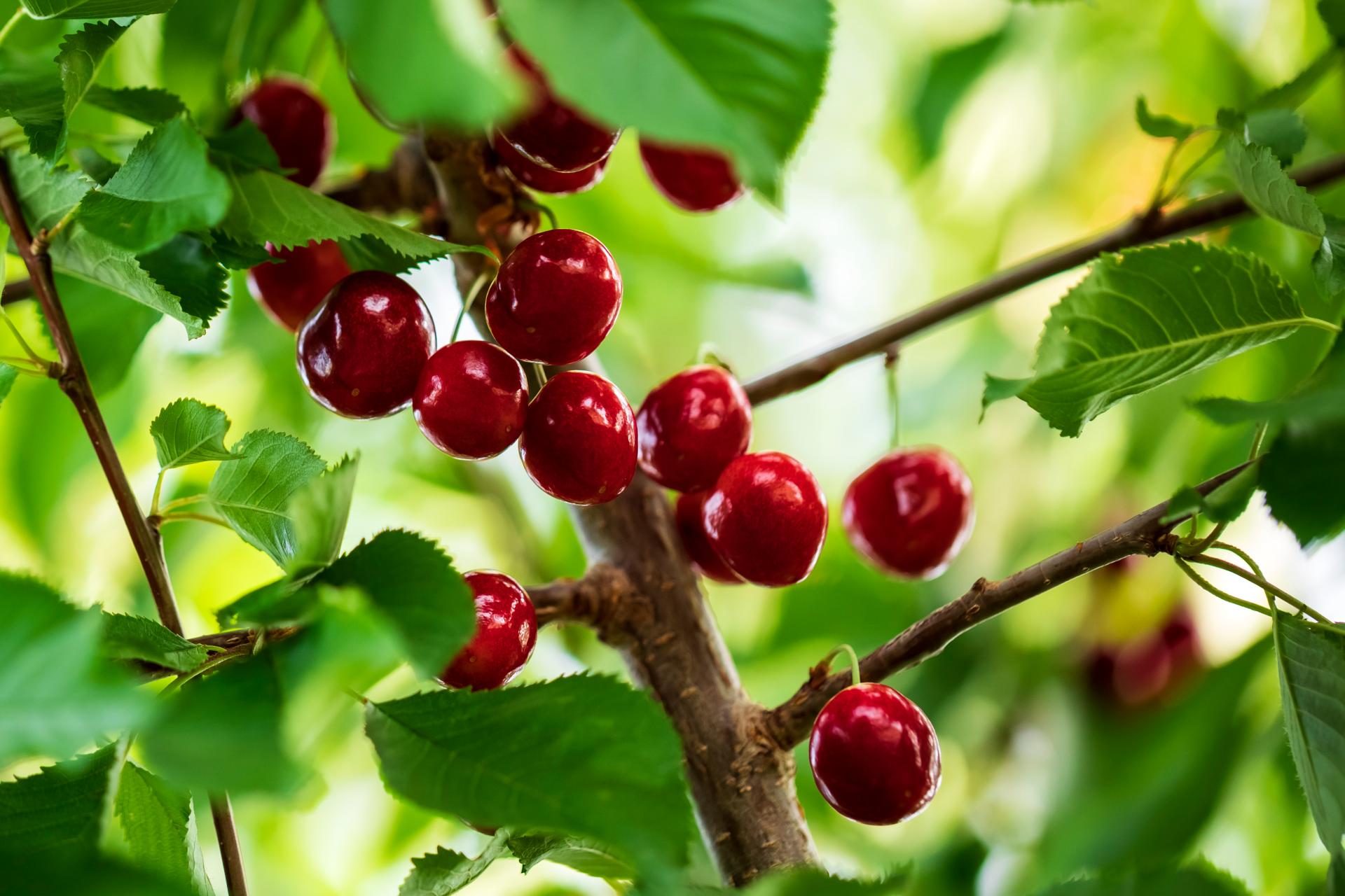 cherries-2025-01-29-03-54-02-utc.jpg