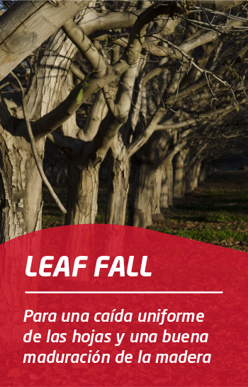 mobile 09-10_SET-OTT_leaf-fall ES.png