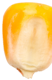 avocado.jpg